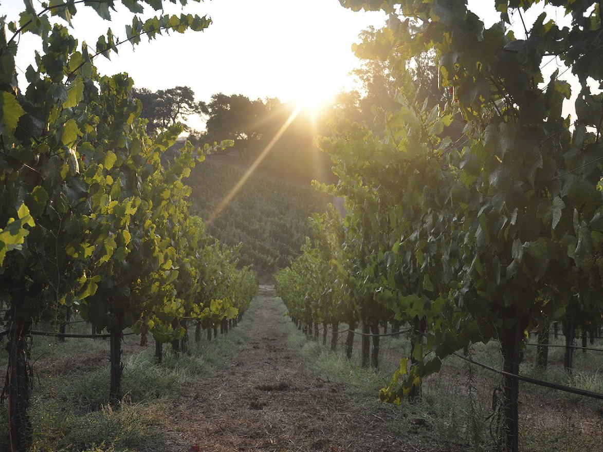 2023 Nickel & Nickel Truchard Vineyard Chardonnay, Carneros