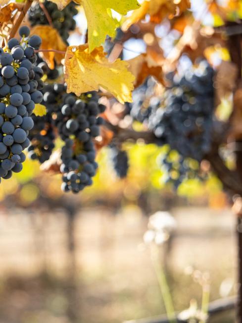 Cabernet Sauvignon