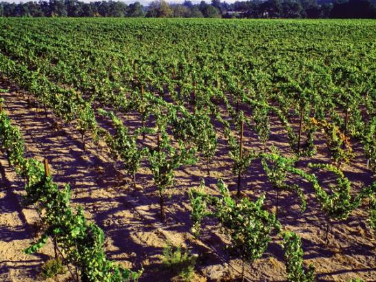 EnRoute Pinot Noir Journey begins