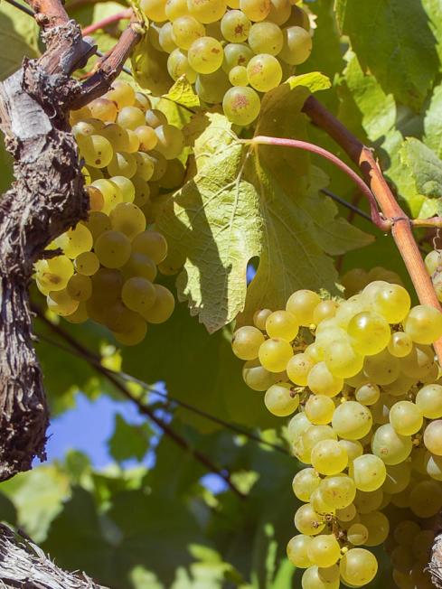 Chardonnay