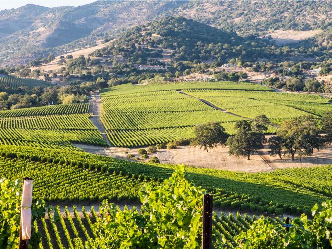 Vineyards