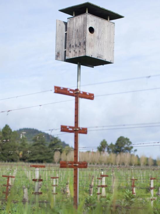 Biodiversity and Protection Against Pests
