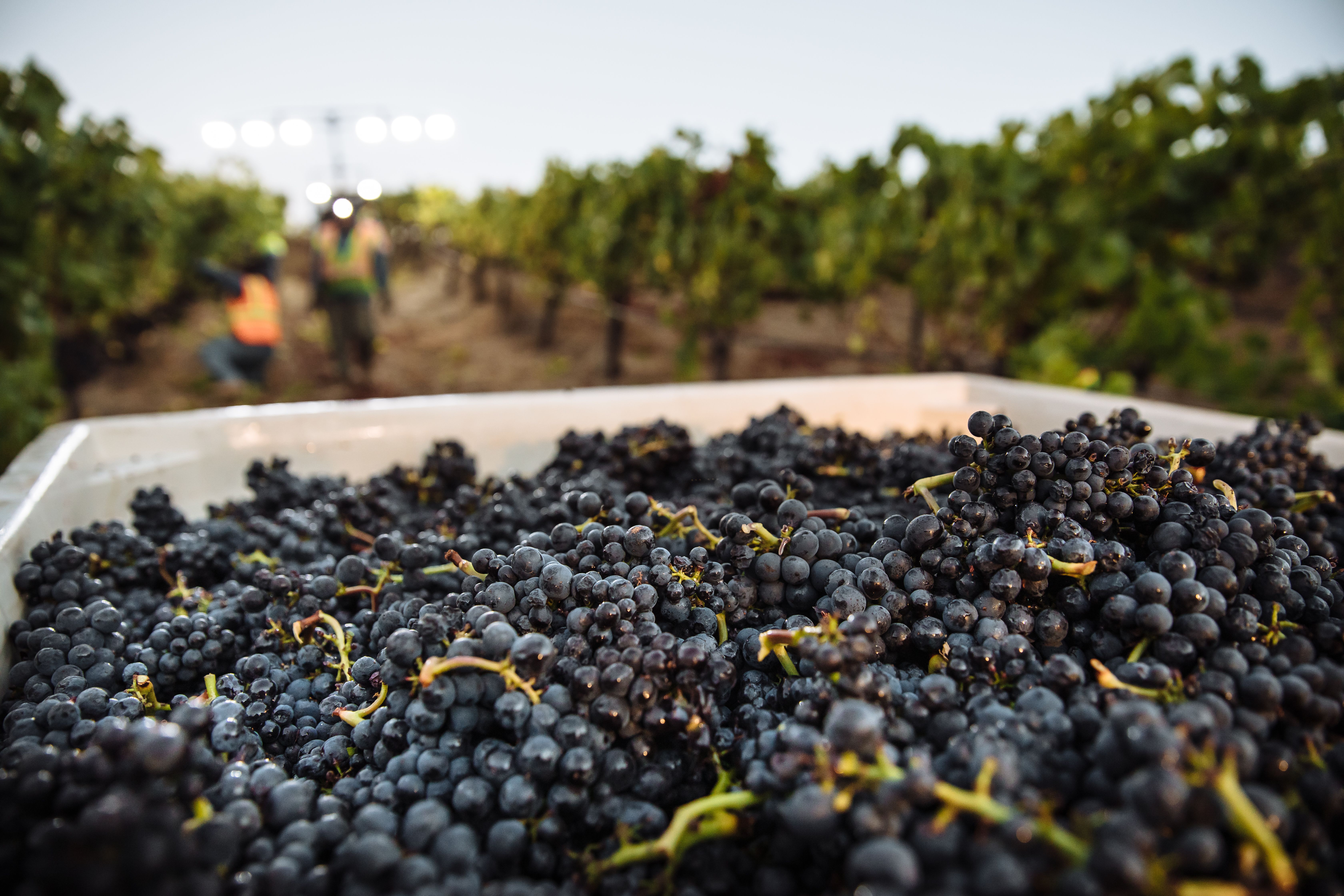 2022 Bella Union La Gemma, Napa Valley