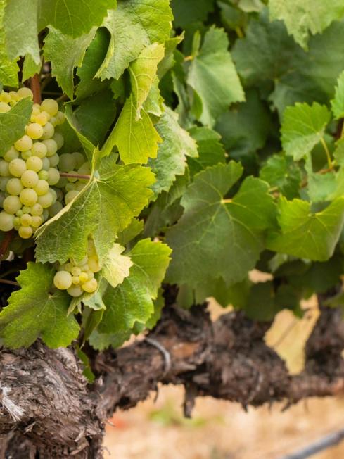 Chardonnay