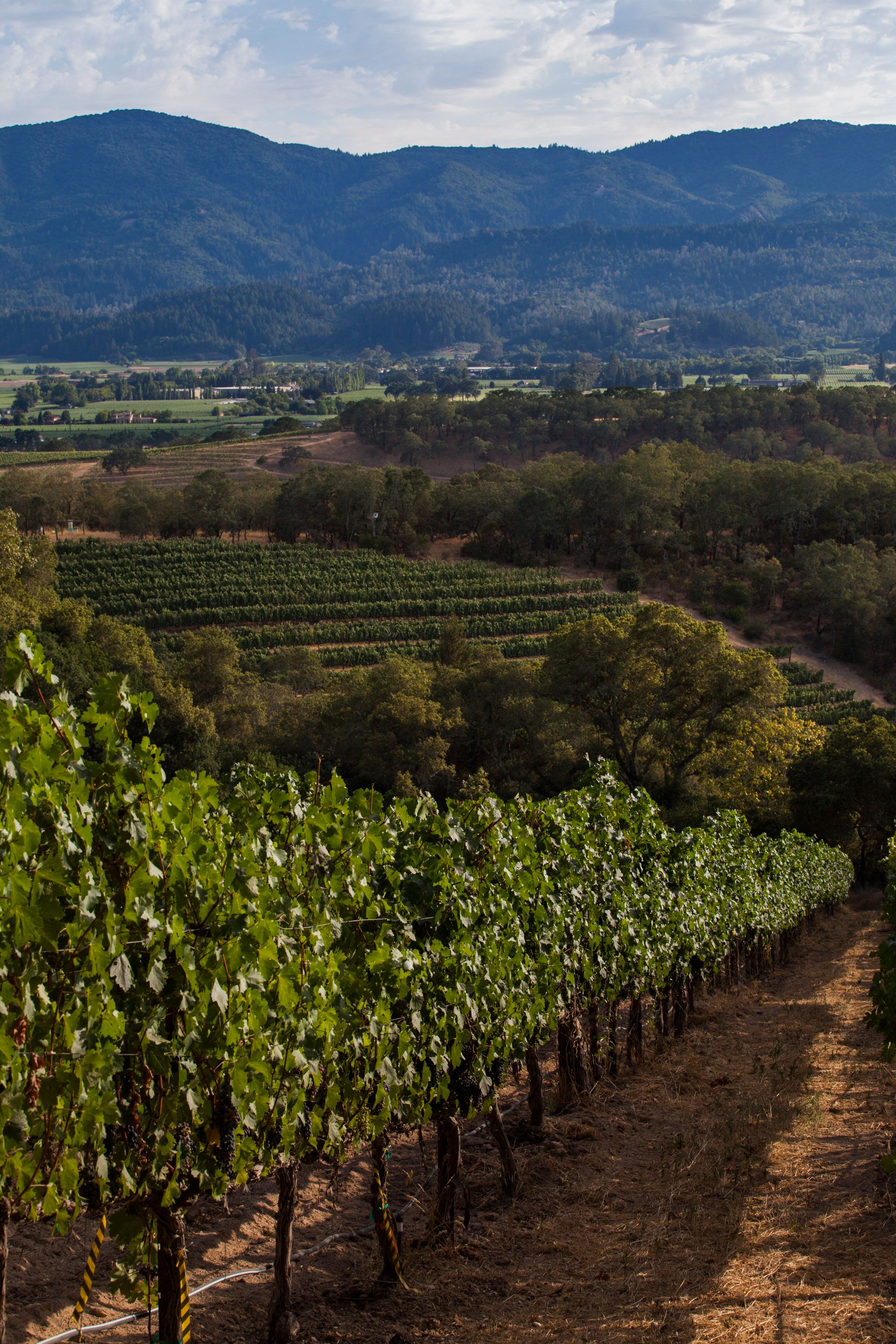 2021 Nickel & Nickel Dragonfly Vineyard Cabernet Sauvignon, St. Helena