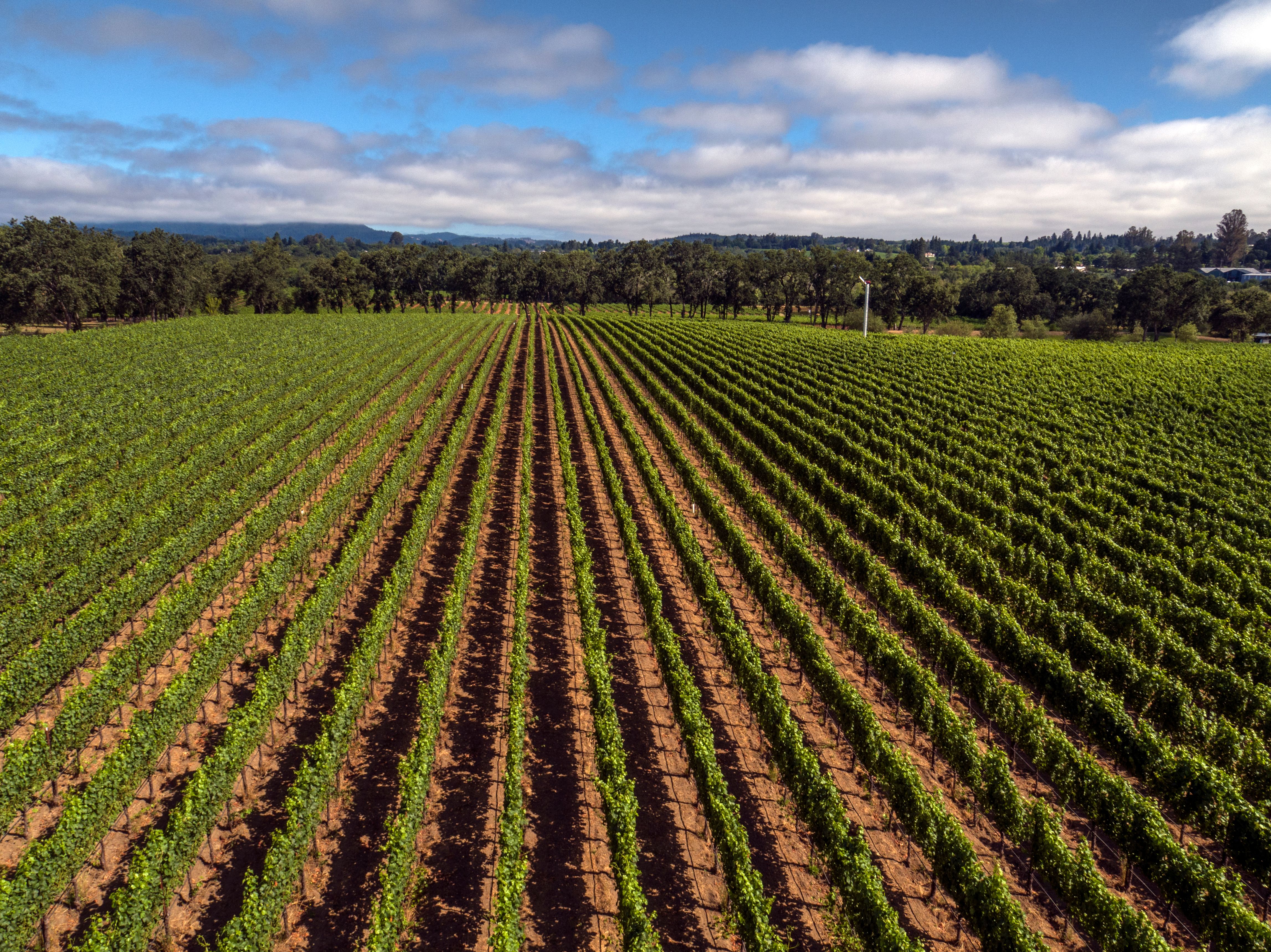 2020 Nickel & Nickel Kenefick Ranch Cabernet Sauvignon, Calistoga