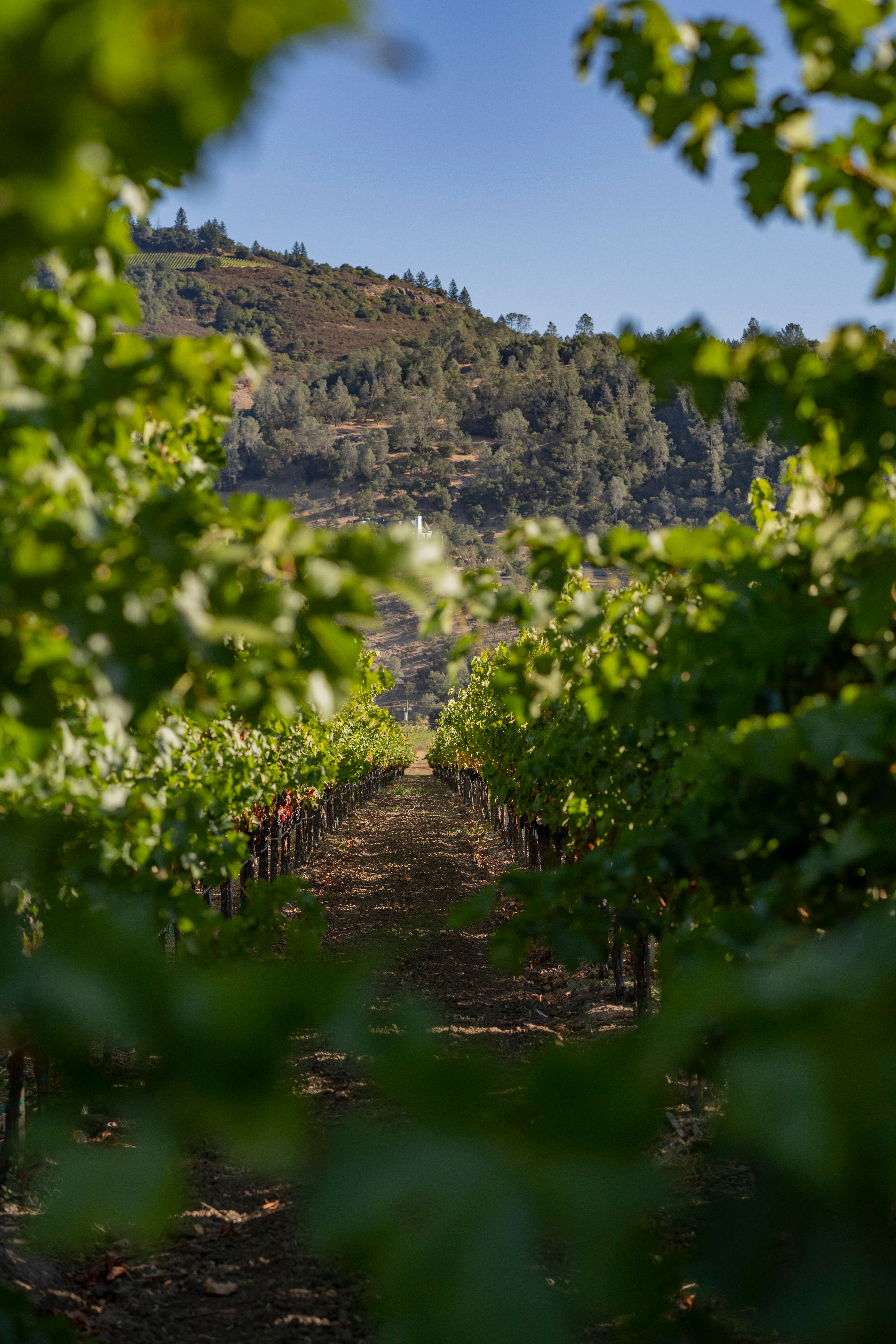 2020 Nickel & Nickel Kenefick Ranch Cabernet Sauvignon, Calistoga
