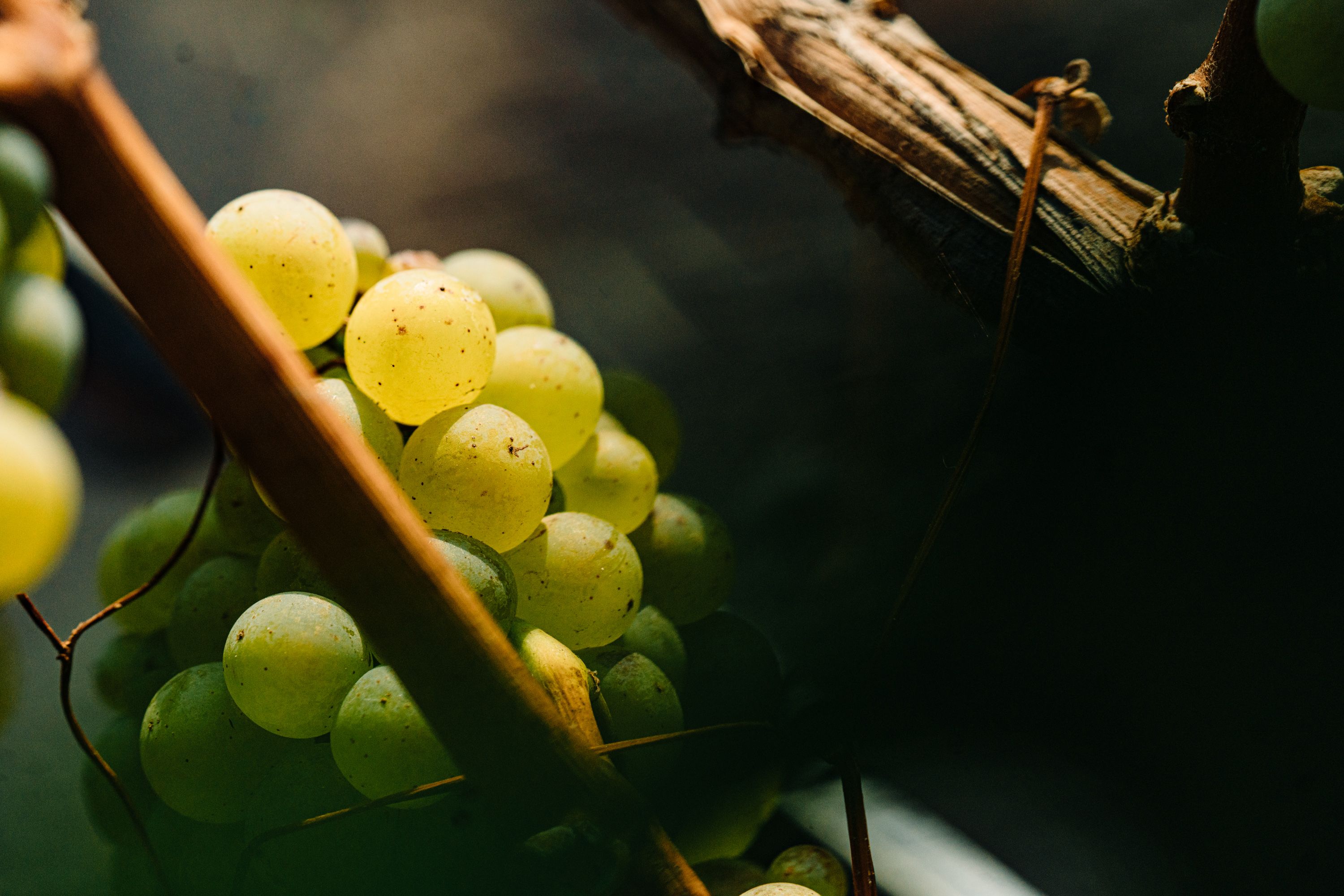 2022 Nickel & Nickel Grand Sky Vineyard Chardonnay, Carneros