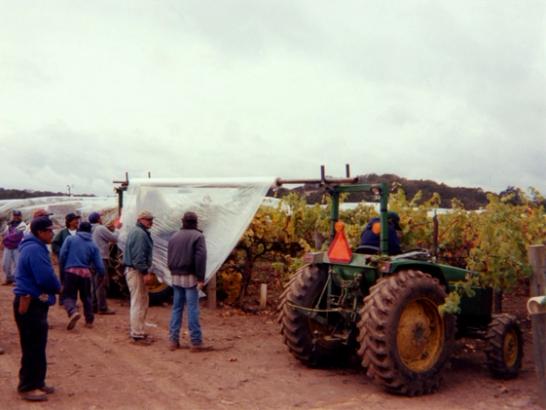 A taste of sweet perfection