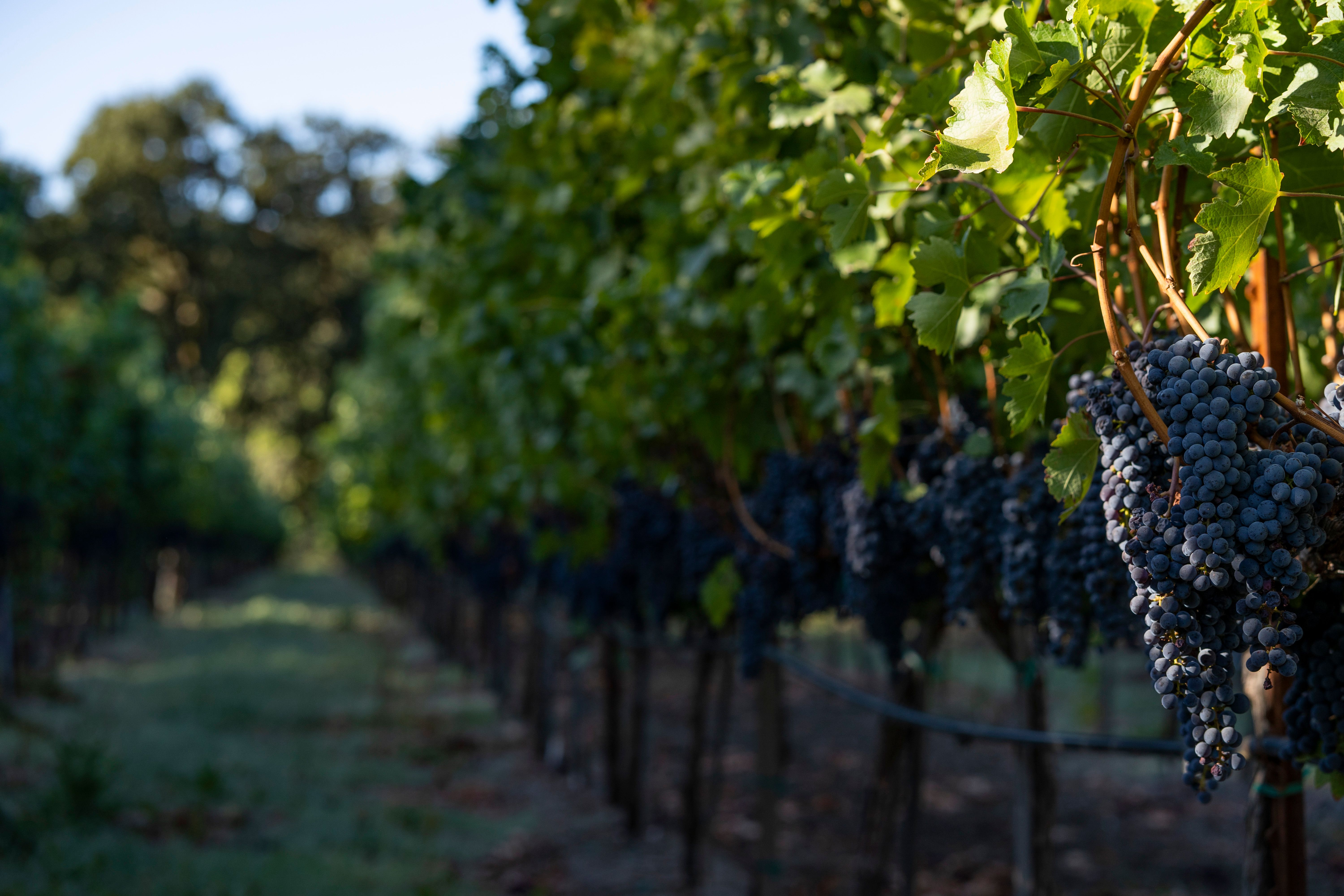 2018 Far Niente Cave Collection Cabernet Sauvignon, Oakville