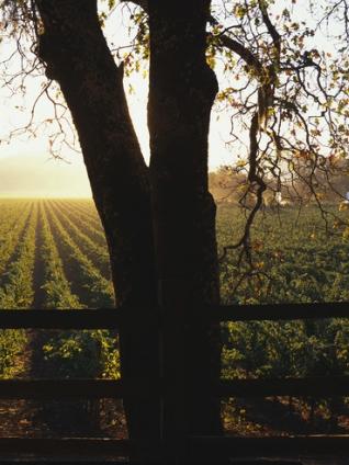 Restoring historic vineyards