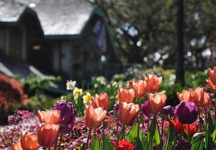 Spring Wine Tasting: Experience Far Niente in Bloom