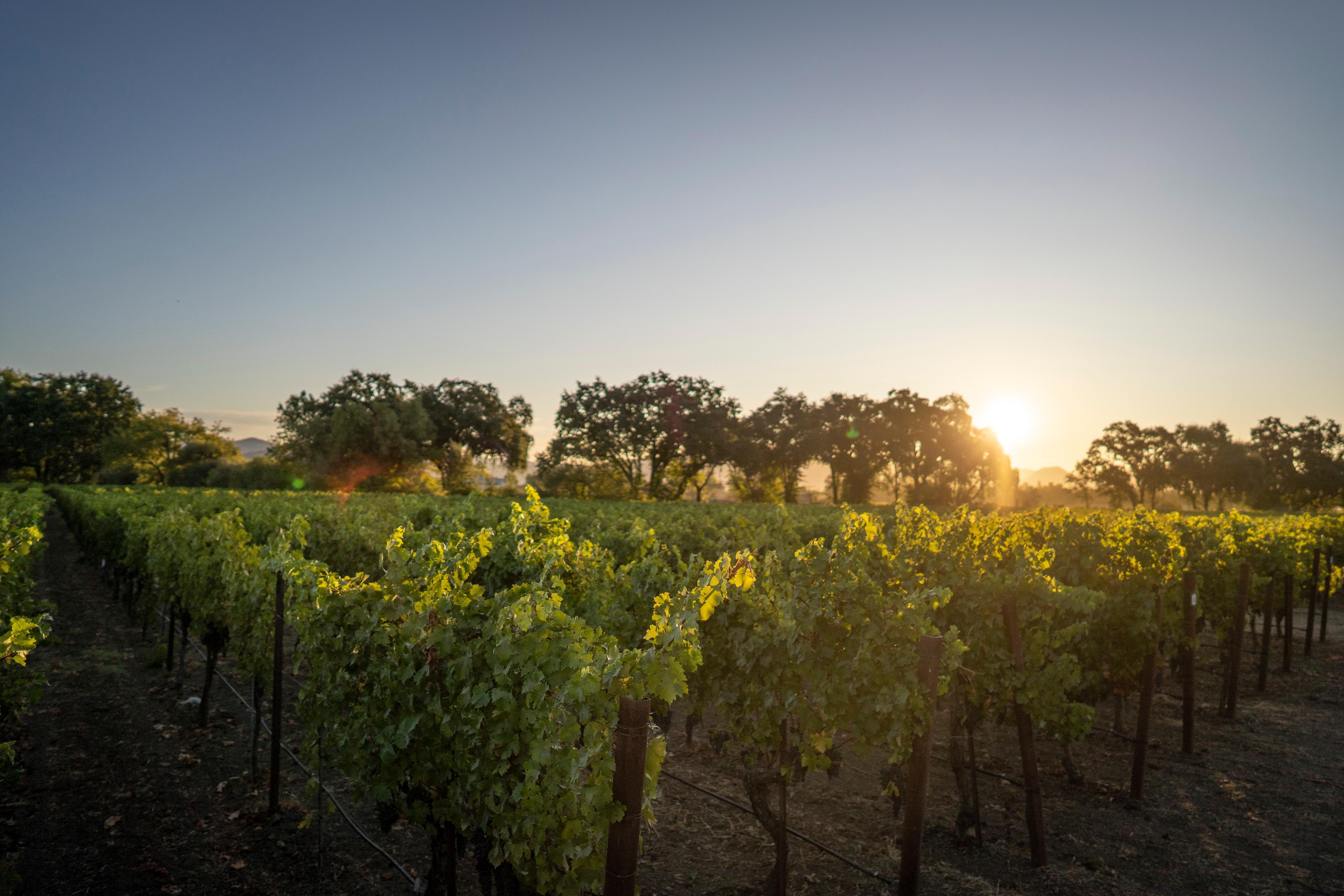 Harvested from DeCarle Vineyard