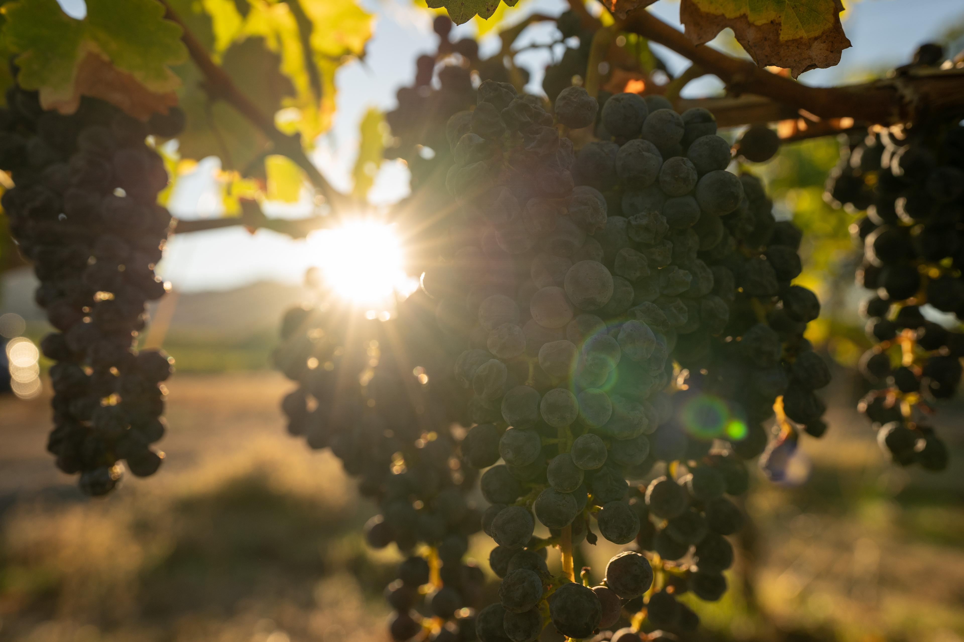 Harvested from Kenefick Vineyard