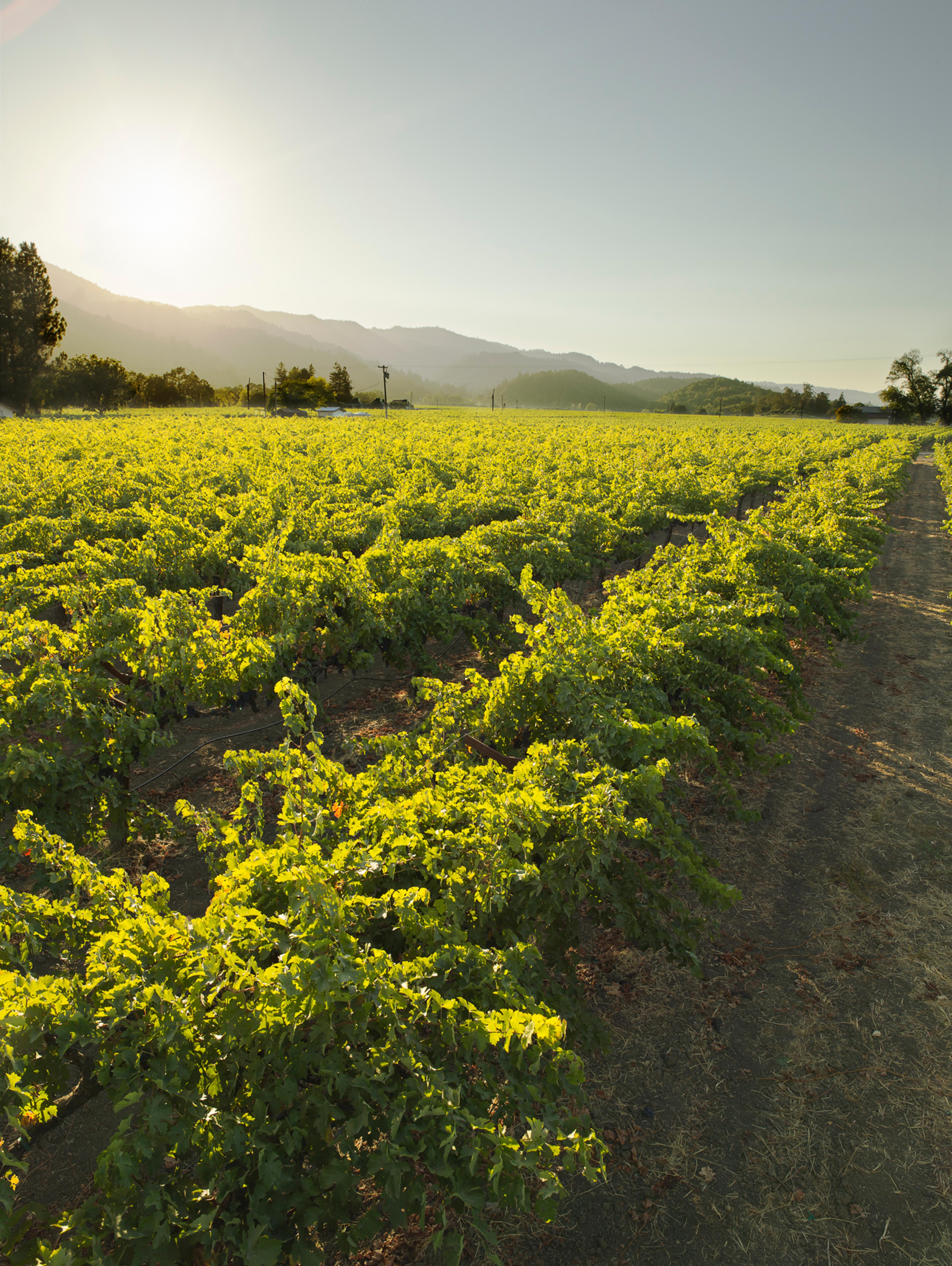 Harvested from Quicksilver Vineyard