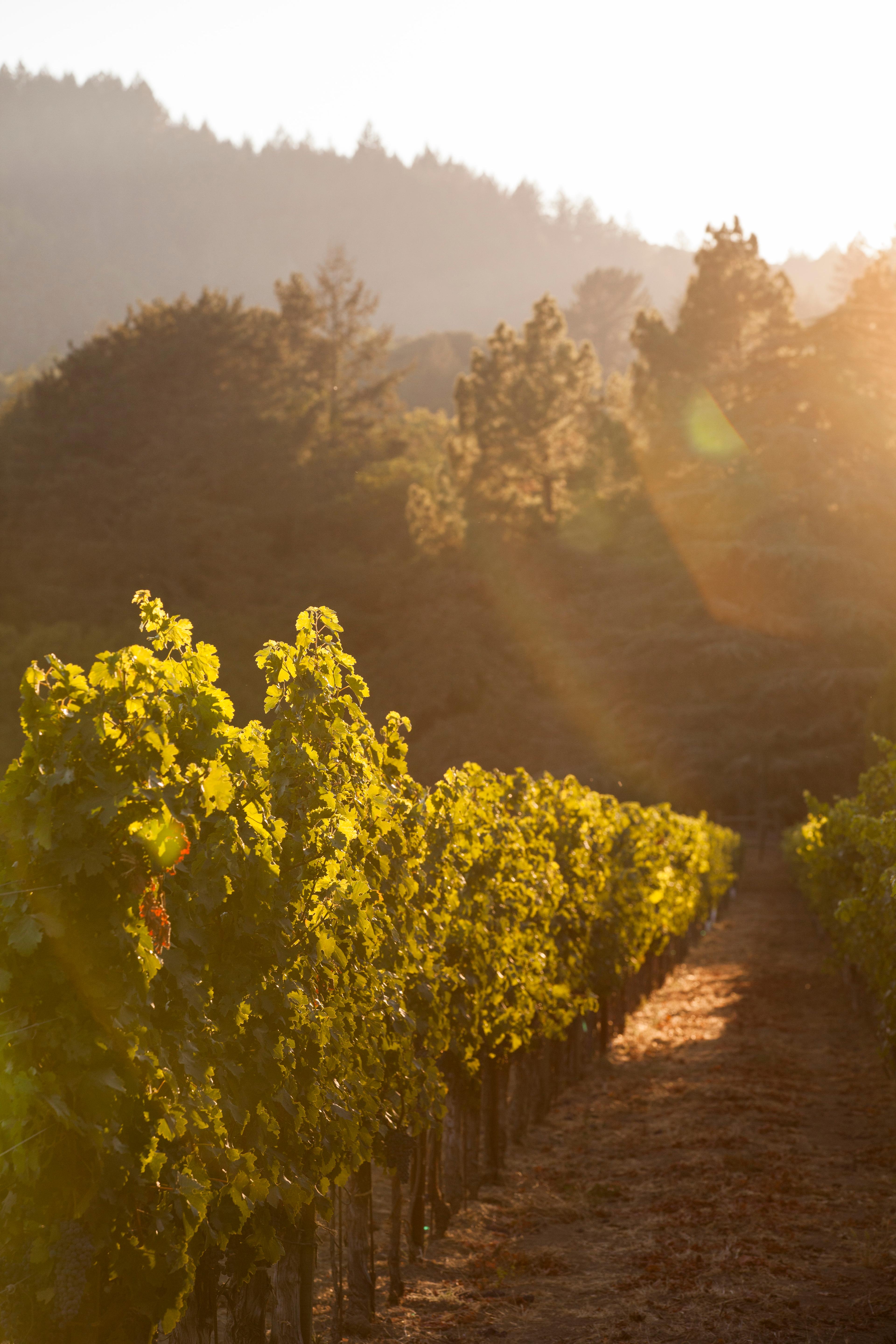 Restoring historic vineyards