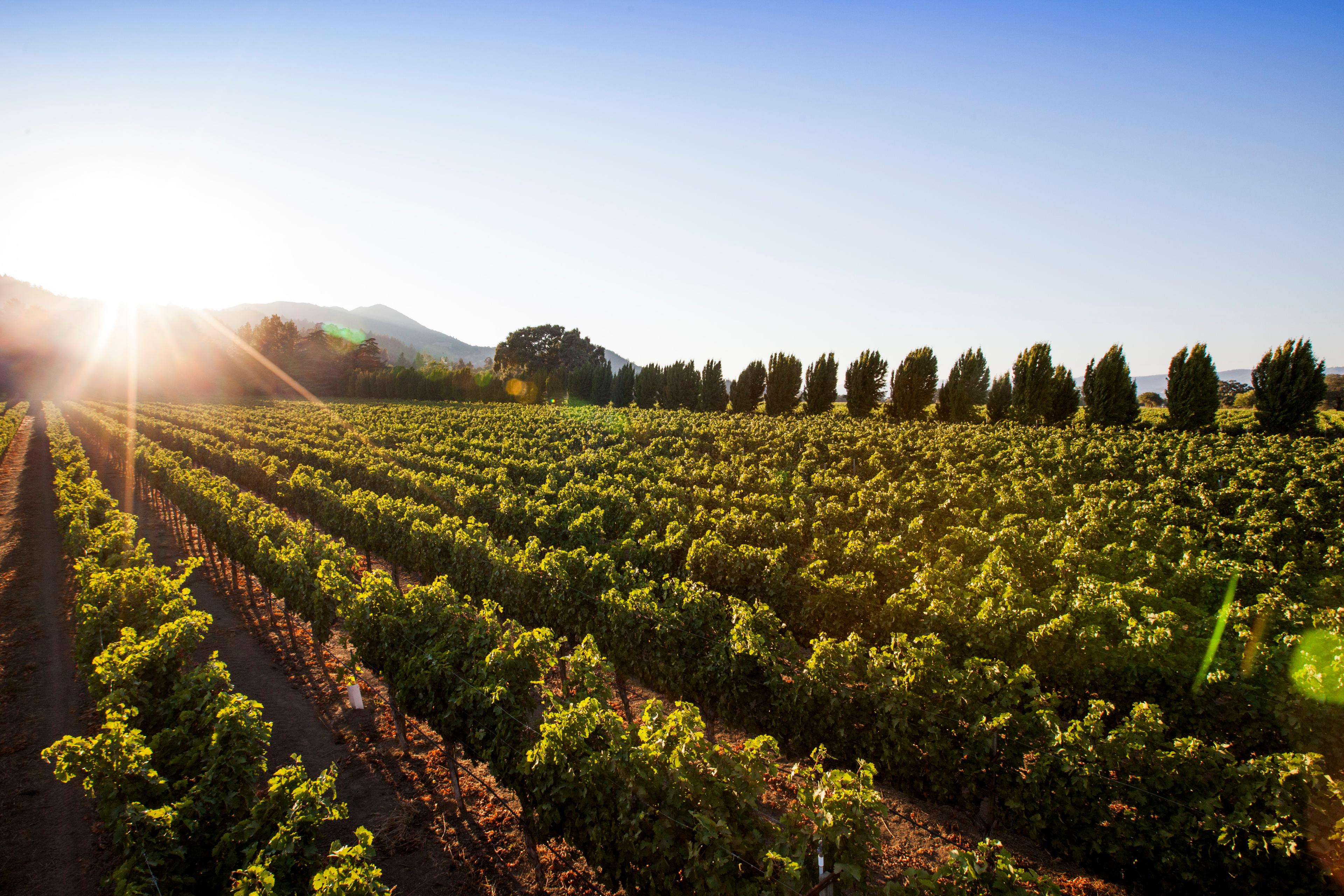 Harvested from Martin Stelling Vineyard