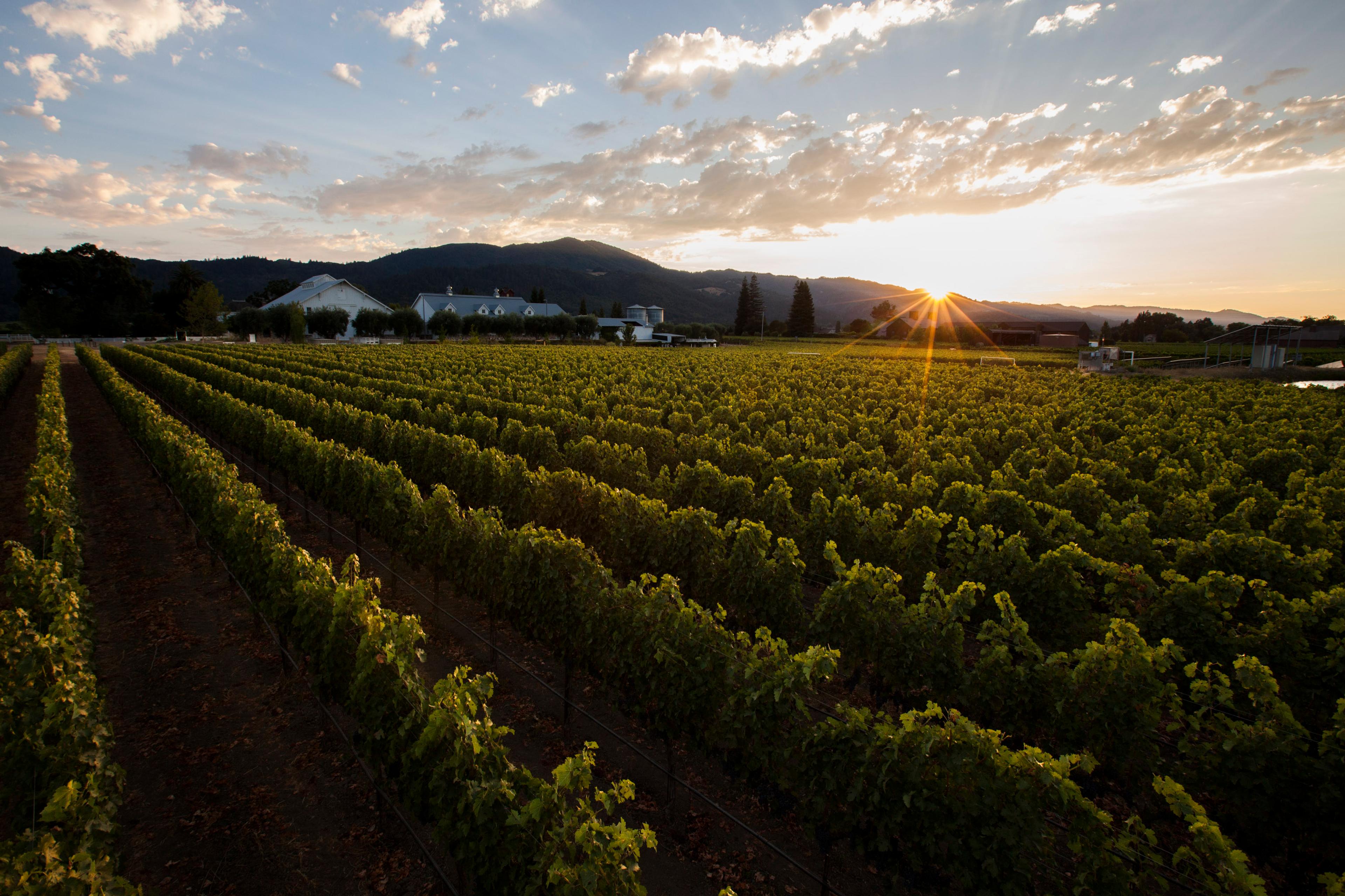 Grape to Glass Harvest Experience - Oct. 12