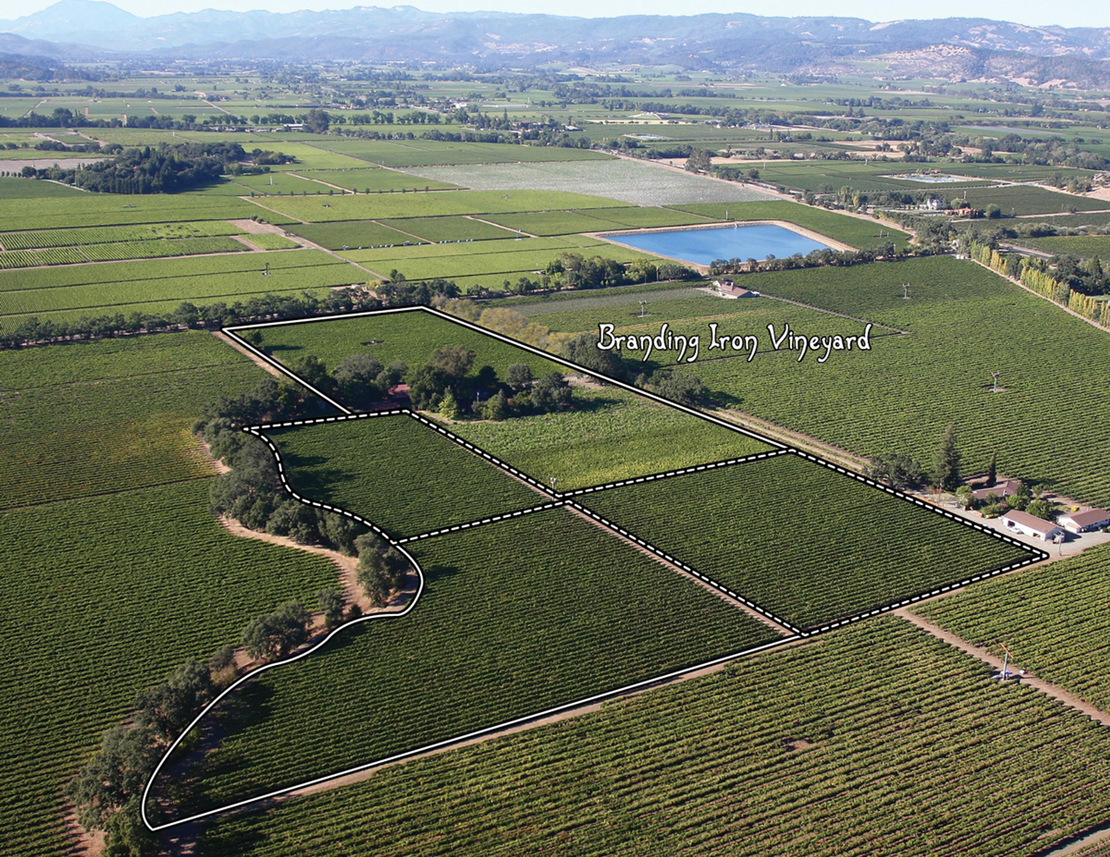 Harvested from Branding Iron Vineyard