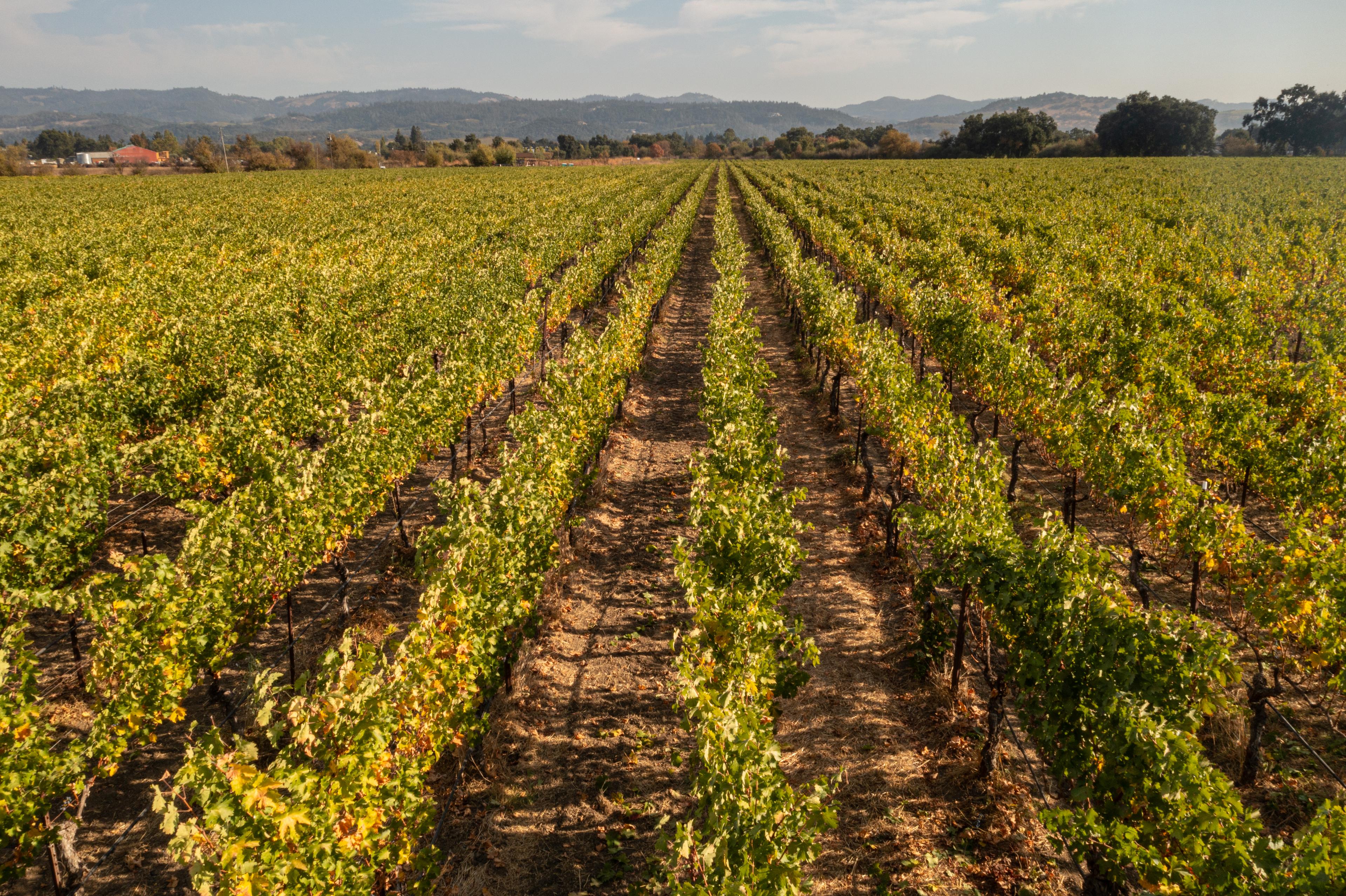 Harvested from Bella Union Estate Vineyard