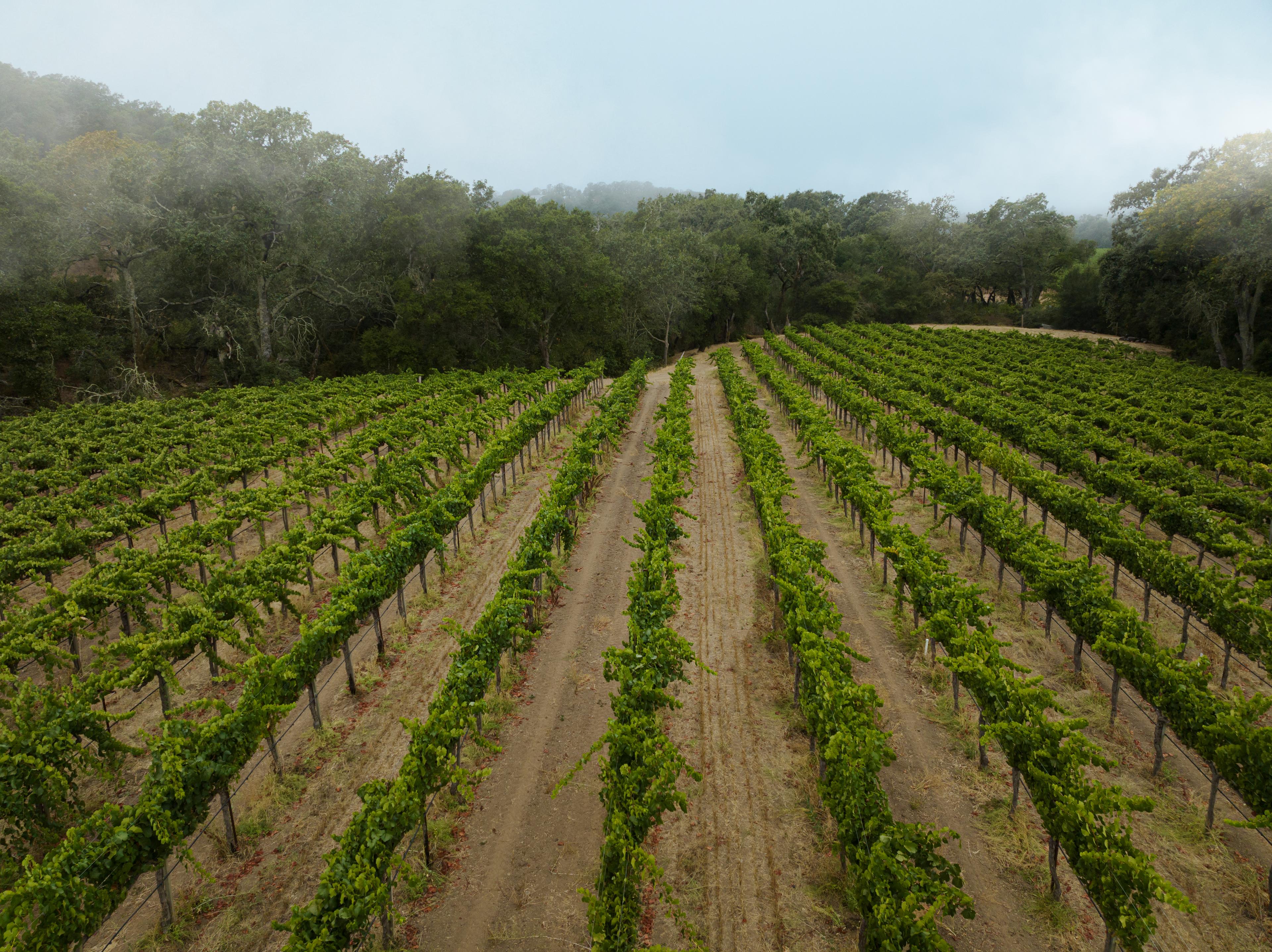 Harvested from Berlenbach Vineyard