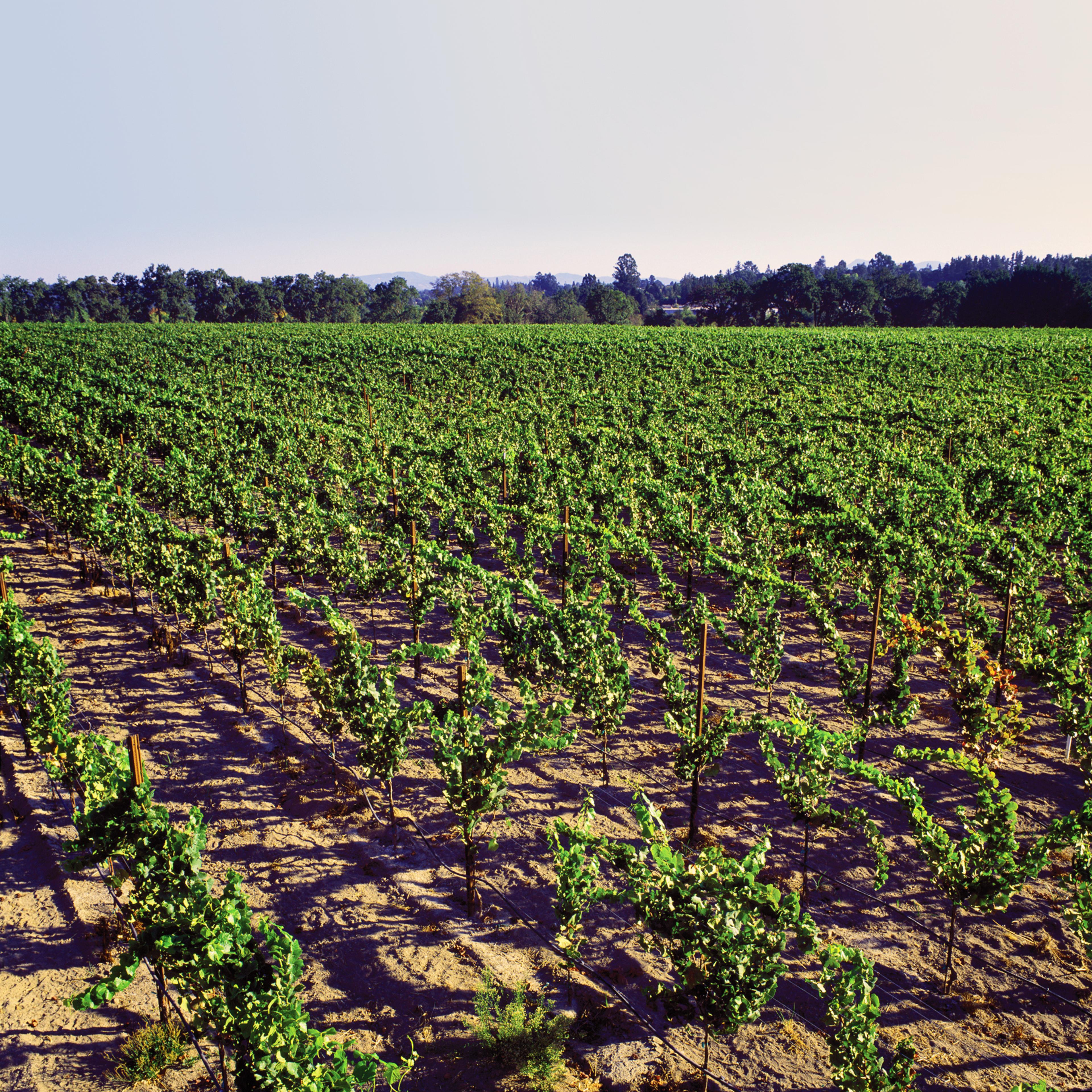 EnRoute Pinot Noir Journey begins