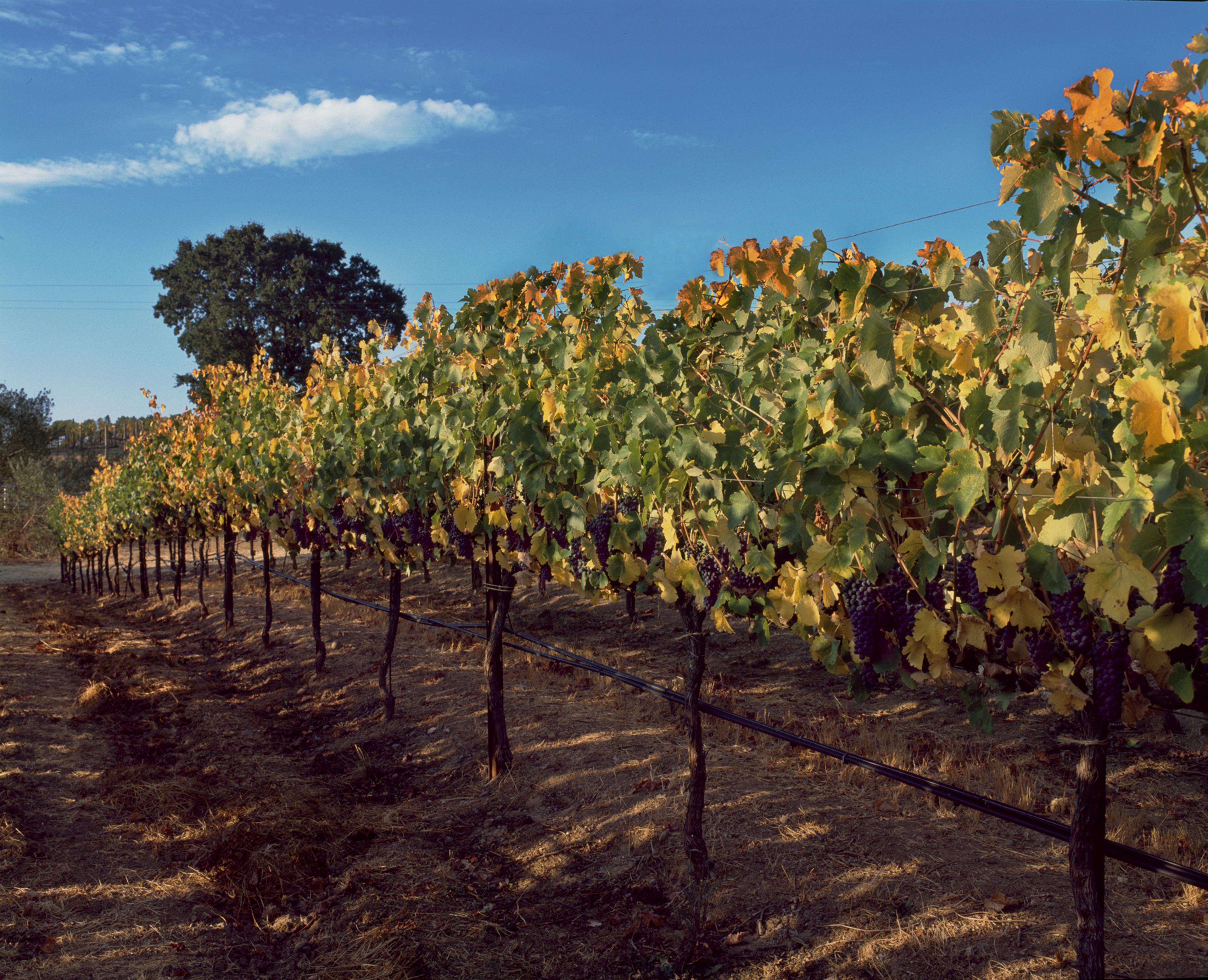 Harvested from Amber Ridge Vineyard