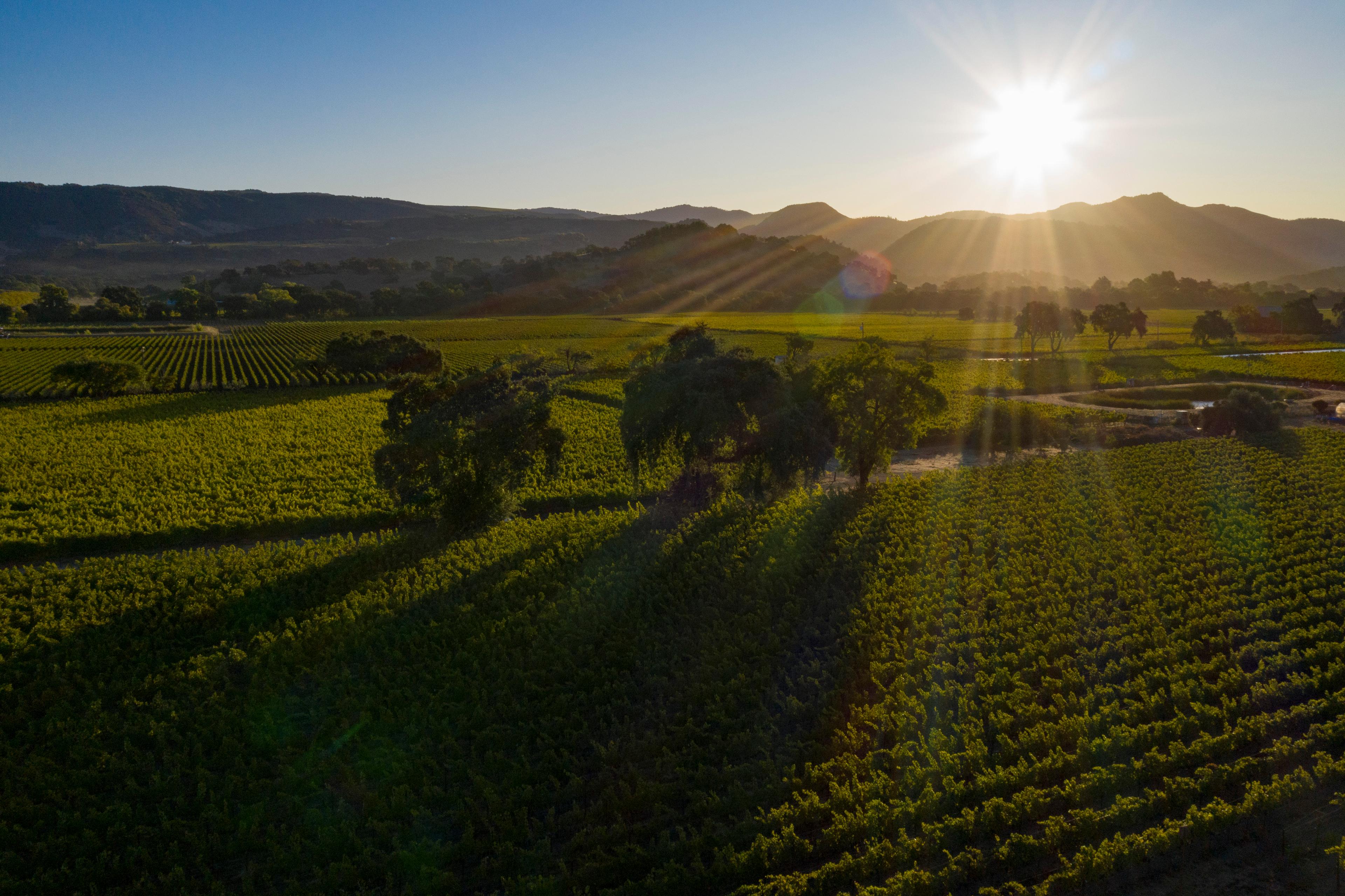 Harvested from Air Show Vineyard