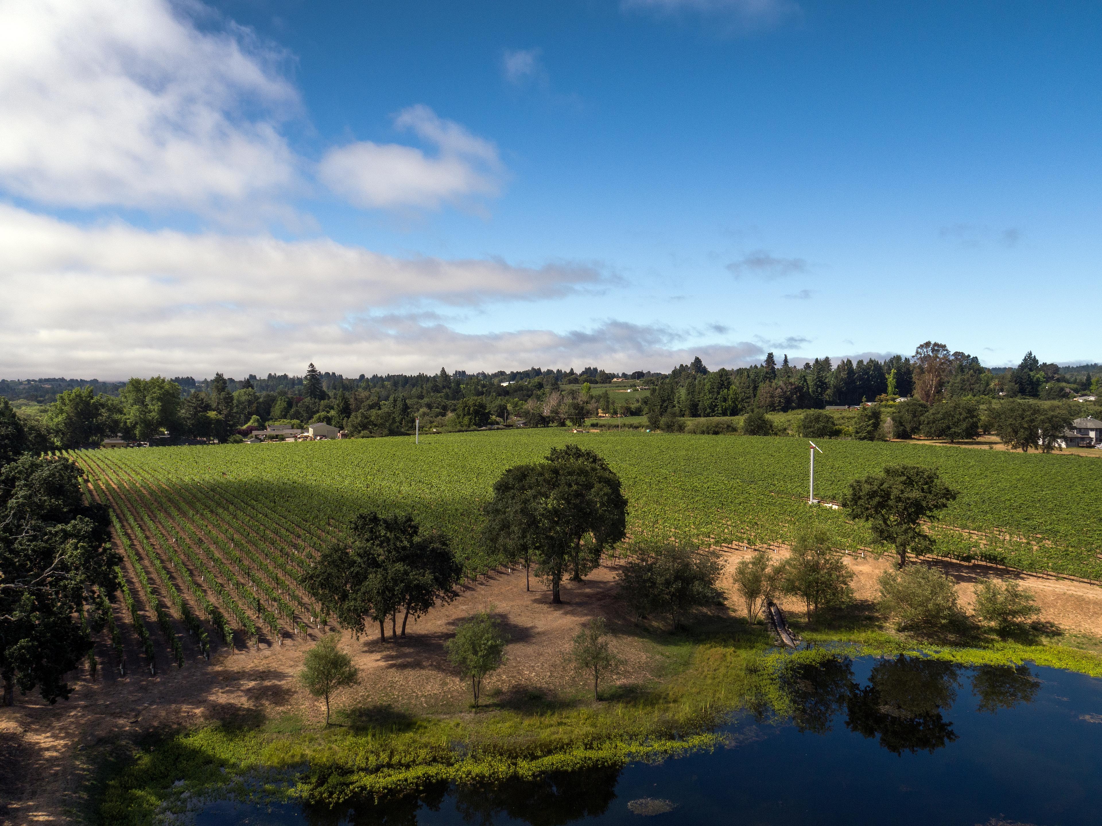 Harvested from Northern Spy Vineyard