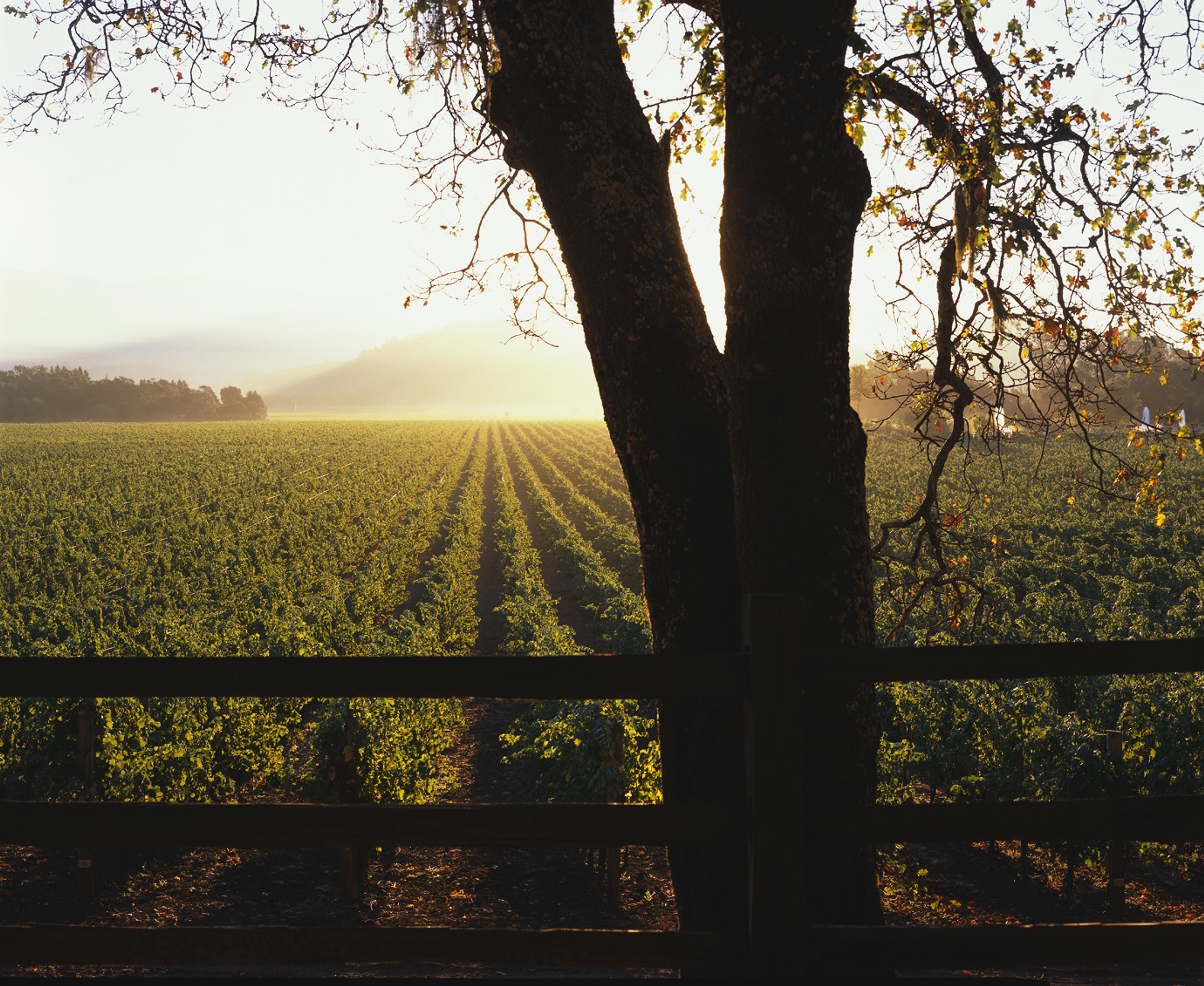 Restoring historic vineyards