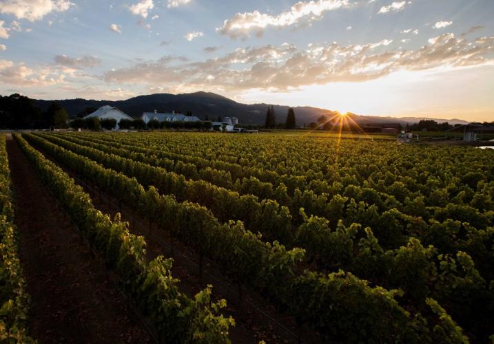 The Dirt on Nickel & Nickel's Top Oakville Cabernets