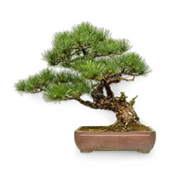 decoratieve afbeelding