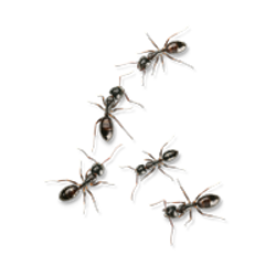 decoratieve afbeelding
