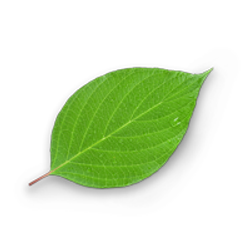 decoratieve afbeelding