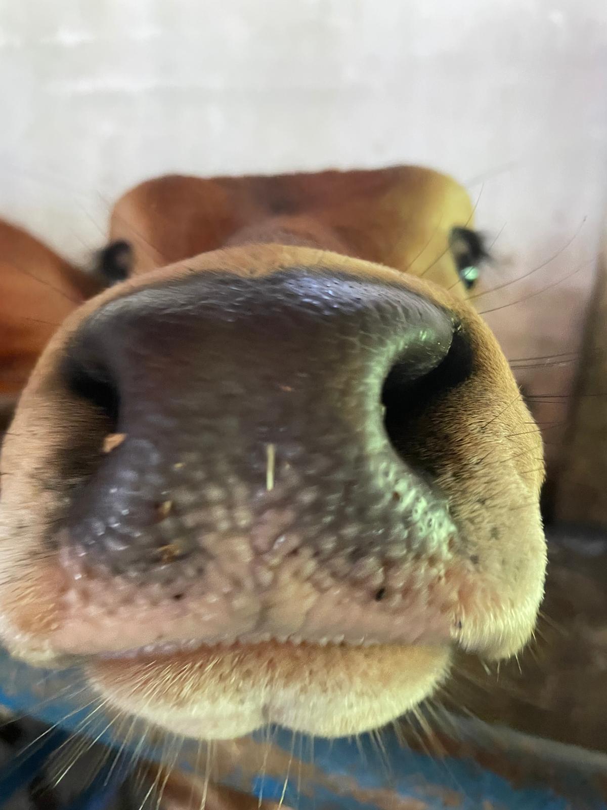 Mamey Latin Soul Food Gericht und Momente in Winterthur