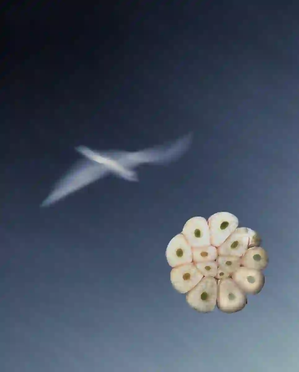 FRANCA RESTAURANT BARCELONA