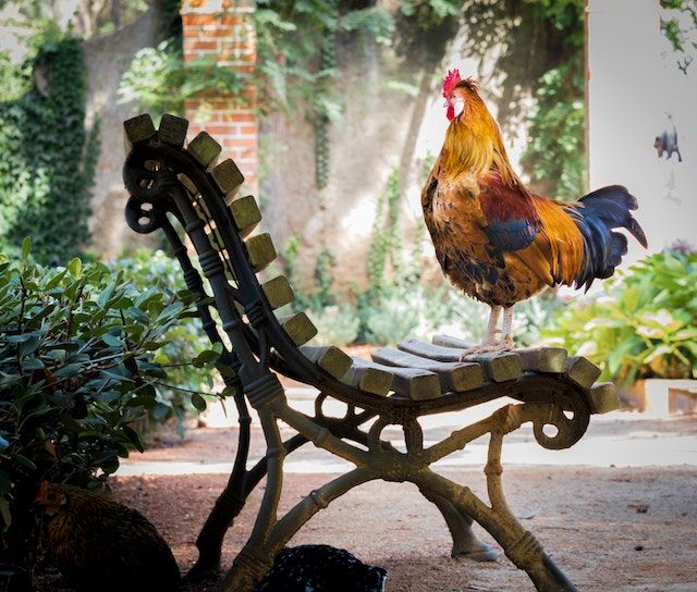 A chicken on a bench