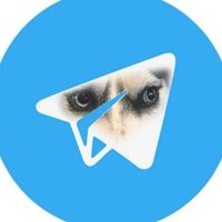 DOGWIFHOOD Logo Telegram