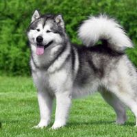 Alaskan Malamute Logo Telegram
