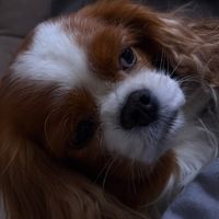 yagptpro_bot Telegram Logo