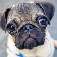 PugStar Logo Telegram