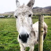 curious_mule_bot Telegram Logo