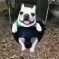 Индианыч Telegram Logo