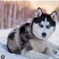 Siberian Husky Logo Telegram