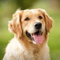 Golden Retriever Logo Telegram