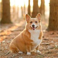 Corgi Logo Telegram