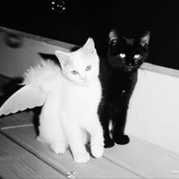 temkikisa_bot Telegram Logo