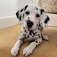 Dalmatian Logo Telegram