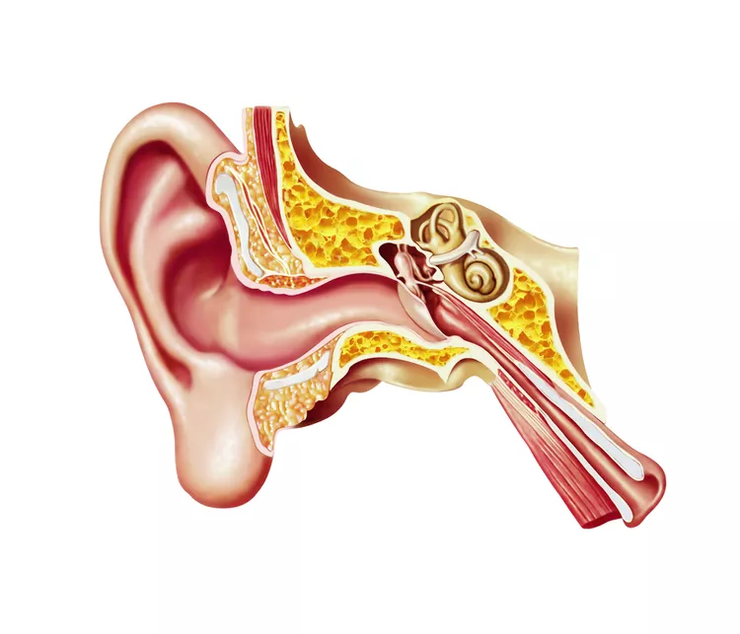 Image of Inner Ear Anatomy. Source: LEONELLO CALVETTI / Getty Images
