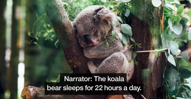 Documentary scene: Featured caption: Narrator: The koala bear sleeps for 22 hours a day.
